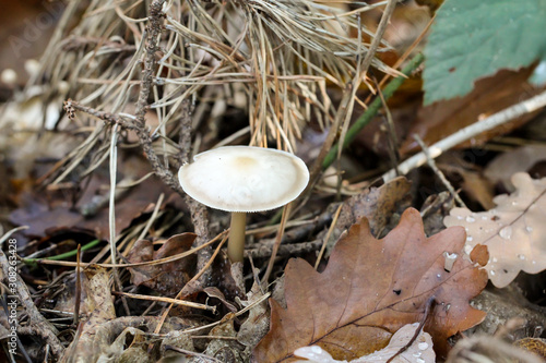 Pilz  Pilze bev  lkern den Wald und erf  llen ihn mit Leben