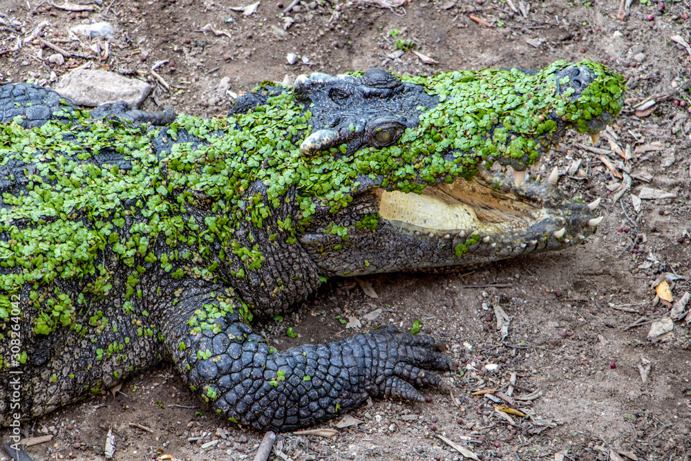 Crocodile lying on shore with open mouth and covered of green leaves from swamp.