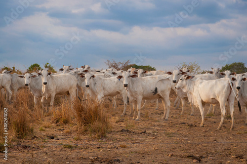 Fotografia, Obraz cattle herd in central Brazil