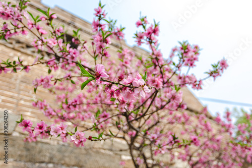 pink blossoms on a tree