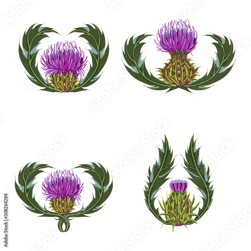 Set of purple flowers, buds, spiny stems, green leaves on white background.
