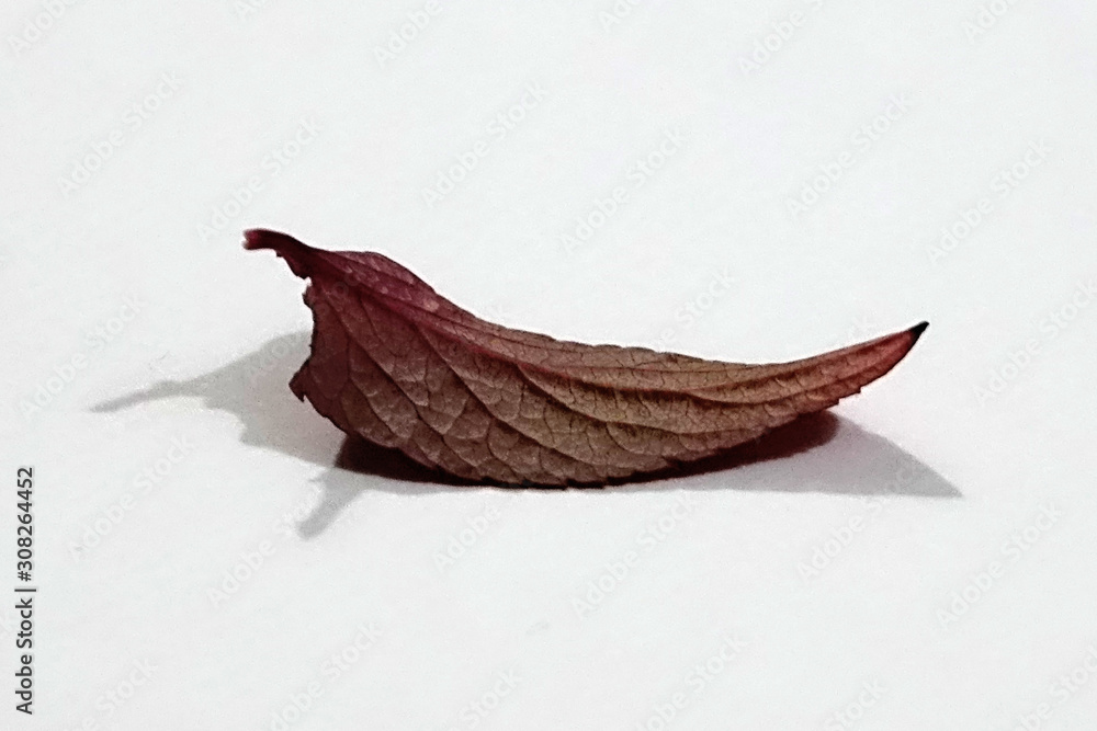 Fototapeta premium Feuille morte tombée des arbres en automne