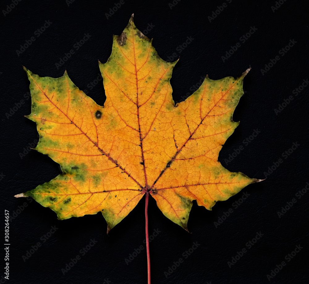 Feuille morte tombée des arbres en automne