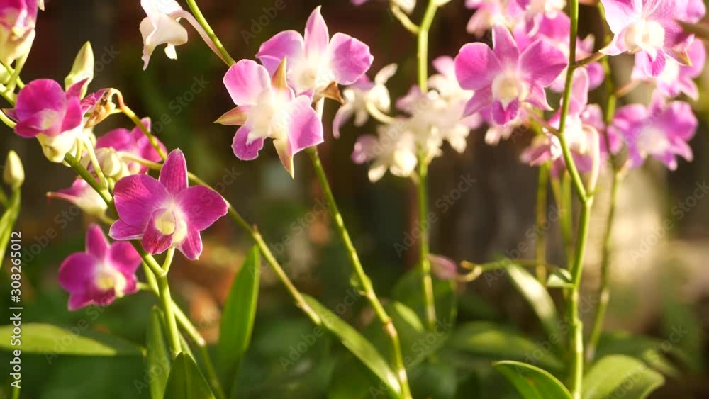 Beautiful lilac purple and magenta orchids growing on blurred background of green park. Close up macro tropical petals in spring garden among sunny rays. Exotic delicate floral blossom, copy space Beautiful lilac purple and magenta orchids growing on blurred background of green park. Close up macro tropical petals in spring garden among sunny rays. Exotic delicate floral blossom, copy space