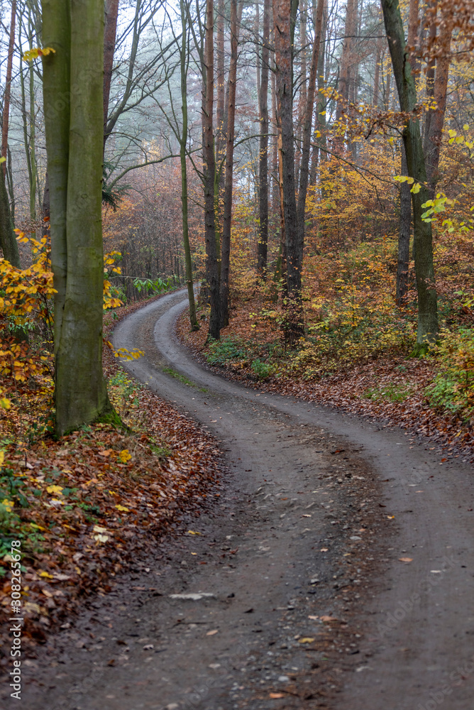 Winding road between colorful deciduous trees in autumn