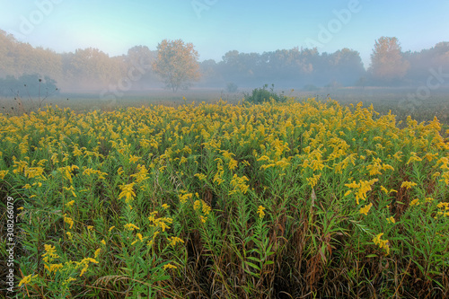 Summer landscape of a goldenrod meadow in fog  Al Sabo Land Preserve  Michigan