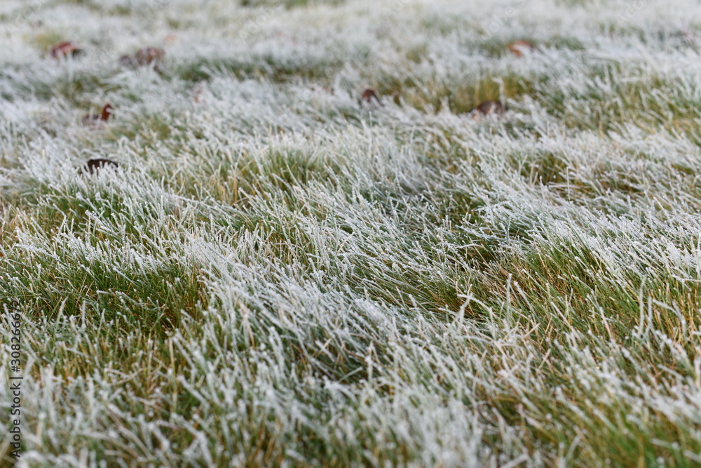 Green grass with morning frost and sunlight in the garden, Frozen grass on meadow at sunrise, Czech republic, Europe. Green grass with morning frost and sunlight in the garden, Frozen grass on meadow at sunrise, Czech republic, Europe.