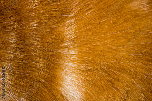 red hair of domestic cat, background with fur texture
