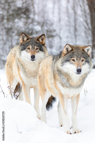 Two beautiful wolves standing in cold winter landscape