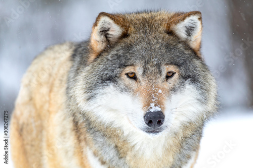 Close-up portrait of a beautiful wolf in the cold winter