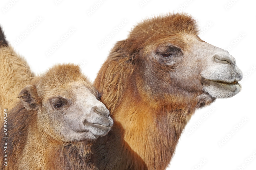 portrait of the big beautiful camels on white