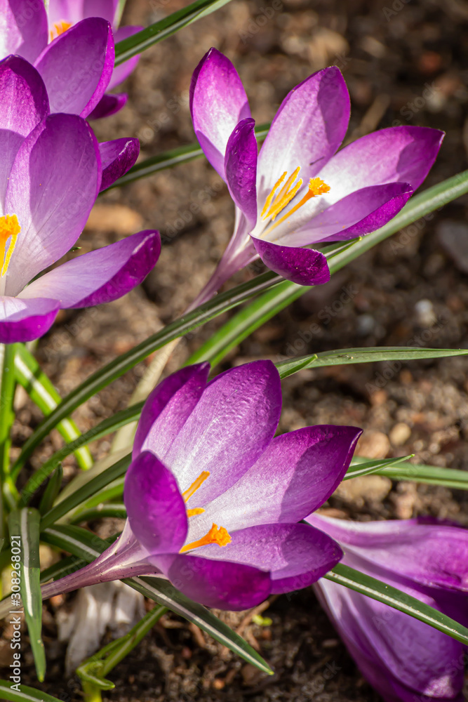 Crocus, plural crocuses or croci. Iris family Crocus, plural crocuses or croci. Iris family