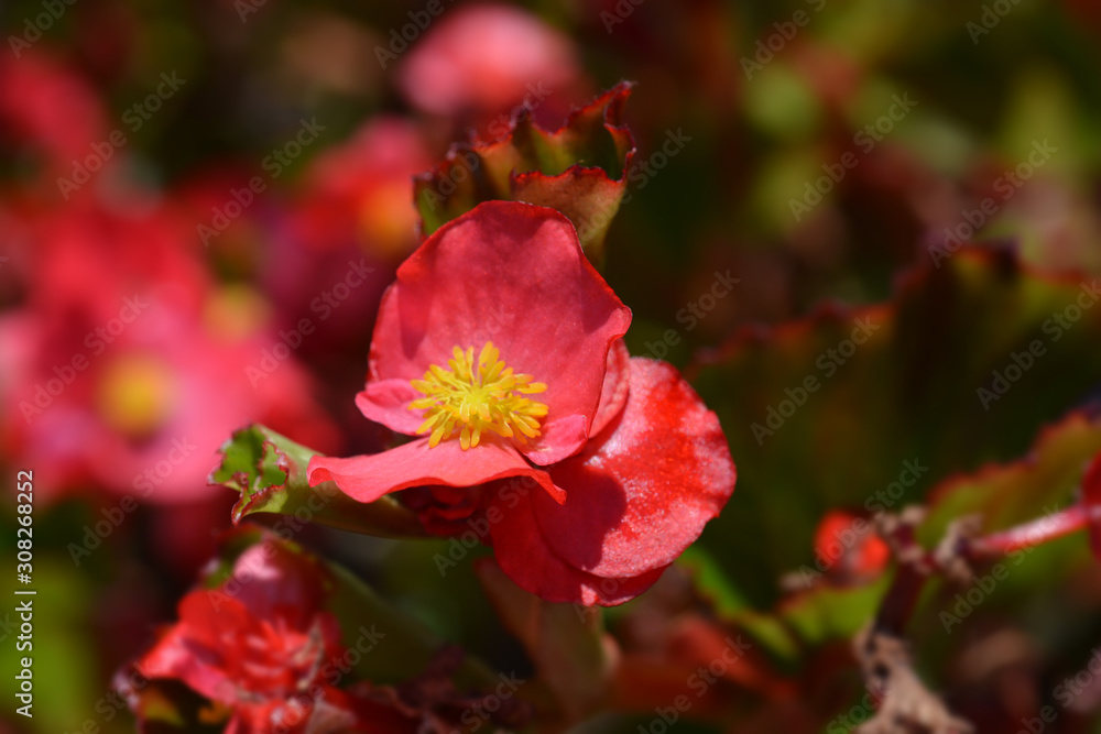 Wax begonia Trophee Rouge Wax begonia Trophee Rouge