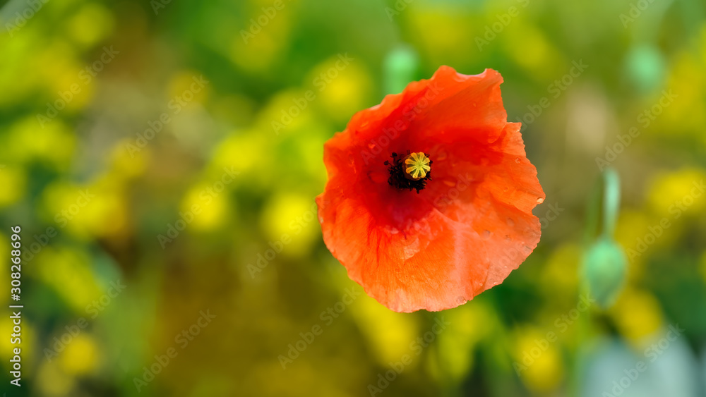 Wild red poppy against a blurred background of yellow and green fresh summer colours