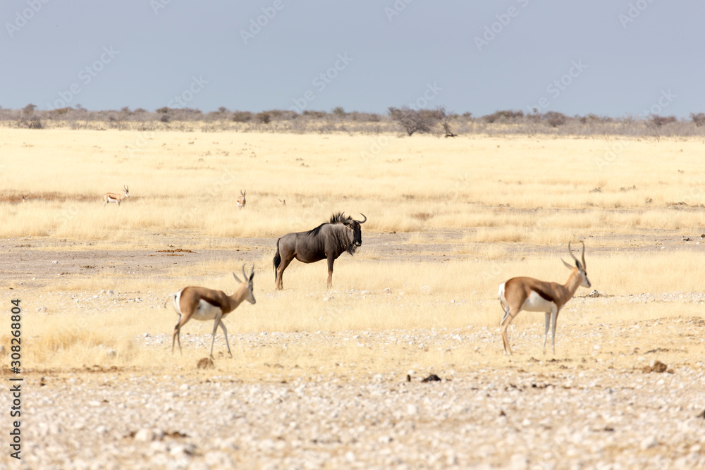 A buffalo at Etosha