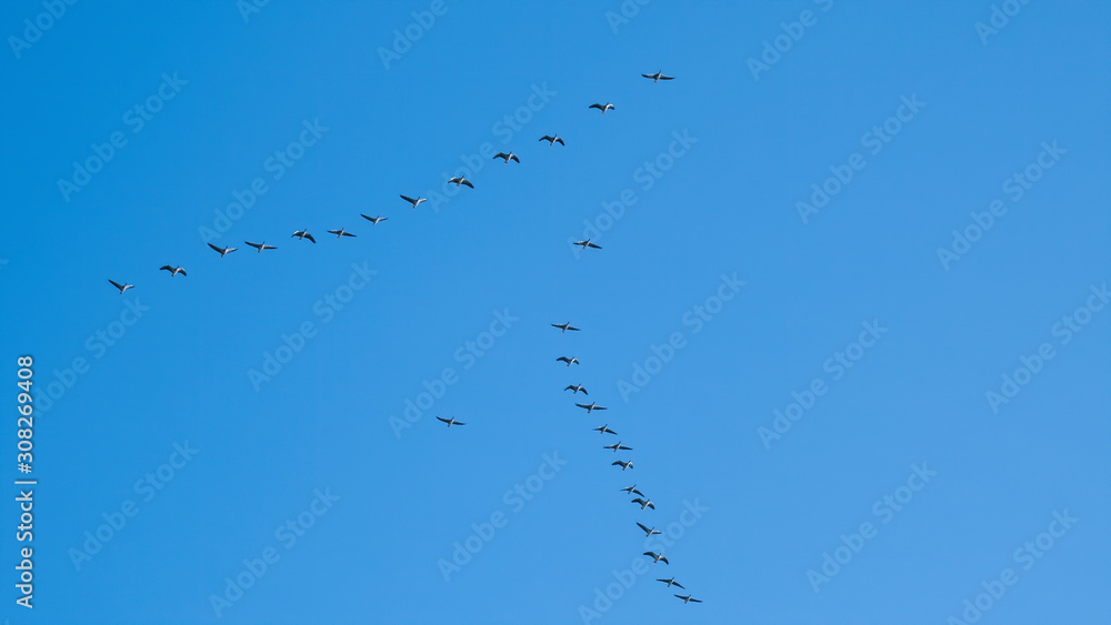 Geese flying in formation in a clear blue sky Geese flying in formation in a clear blue sky