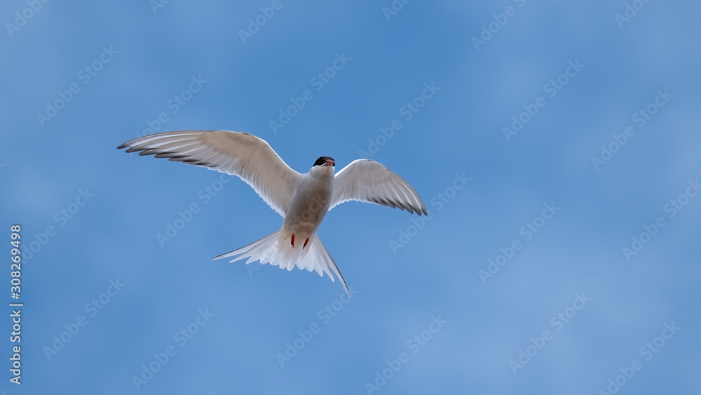 Obraz premium Arctic tern flying close overhead with his wings outstretched