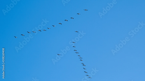 Geese flying in formation in a clear blue sky
