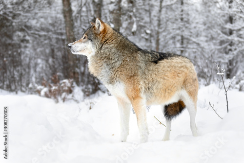 Focused alpha male wolf stands in the snow in beautiful winter forest © kjekol