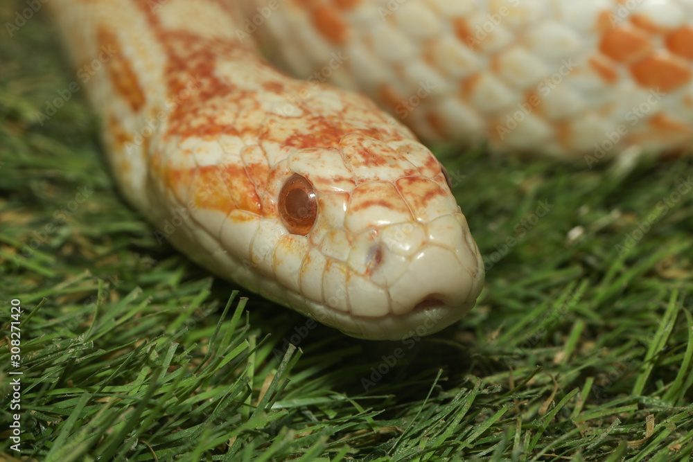 Close up head corn snake have orange and white color in garden Close up head corn snake have orange and white color in garden