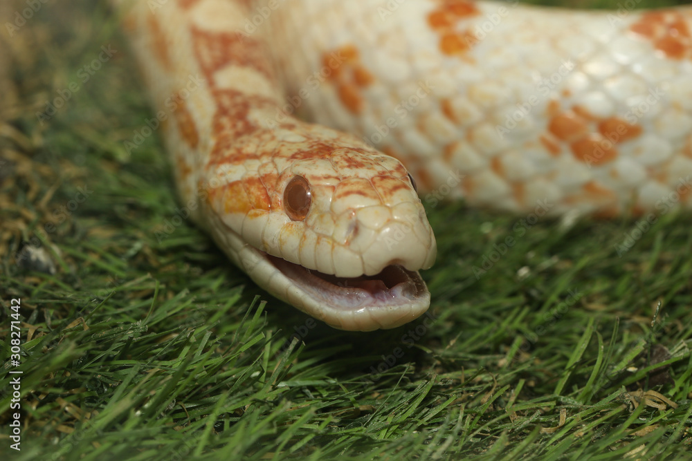 Close up head corn snake have orange and white color in garden Close up head corn snake have orange and white color in garden