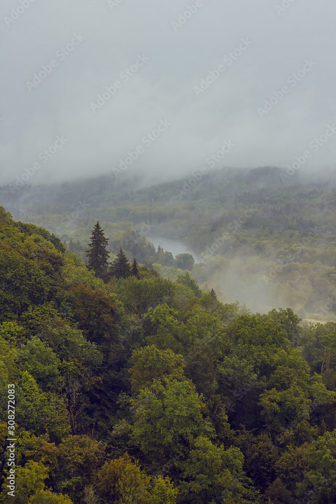 Aerial view on the Gauja National park with thick pine forest from the main tower of medieval Turaida Castle in cloudy, foggy and rainy day, Sigulda, Latvia. Soft focus on the pine tree in left corner