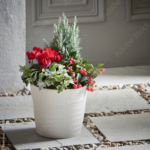 Close-up of green house plant pot over white wooden table.