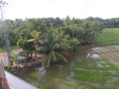 Paddy Field  in SriLanka