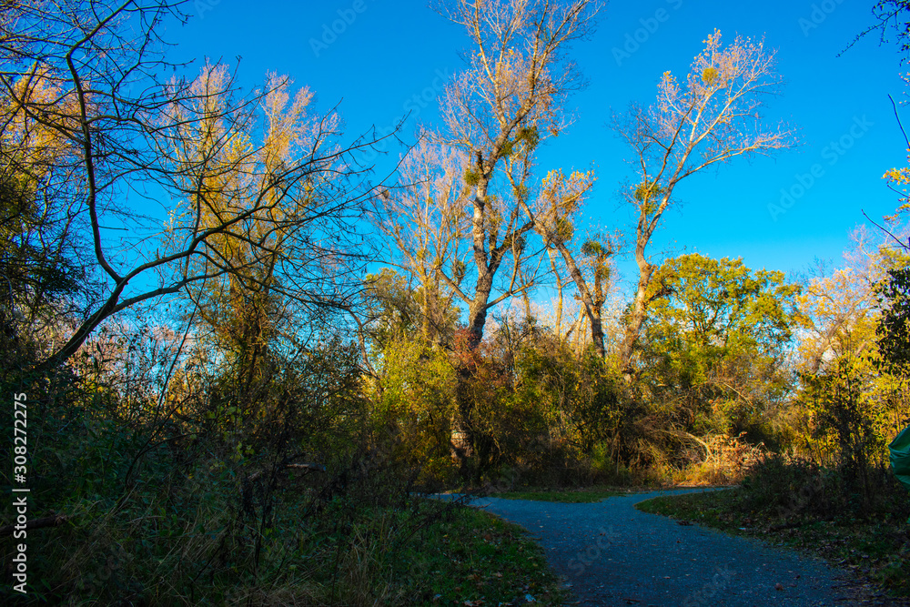 Autumn trees in a park