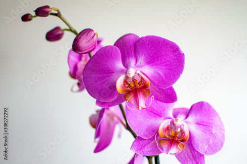 a beautiful close up view of blooming pink orchid flowers 