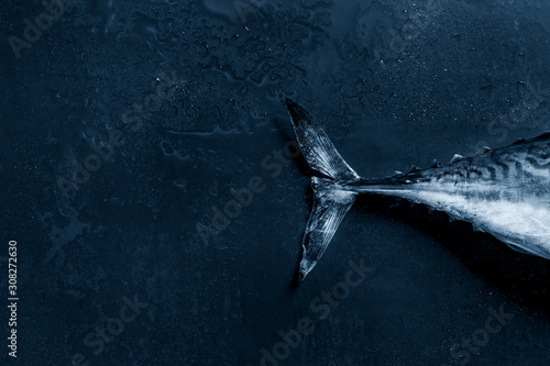 Tail of raw fresh whole tuna fish over dark wet metal background. Top view with space. Color of the year 2020 classic blue toned photo