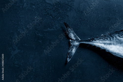 Bilde på lerret Tail of raw fresh whole tuna fish over dark wet metal background