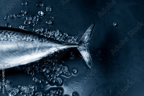 Raw fresh whole tuna fish on crushed ice over dark wet metal background. Top view with space. Color of the year 2020 classic blue toned photo