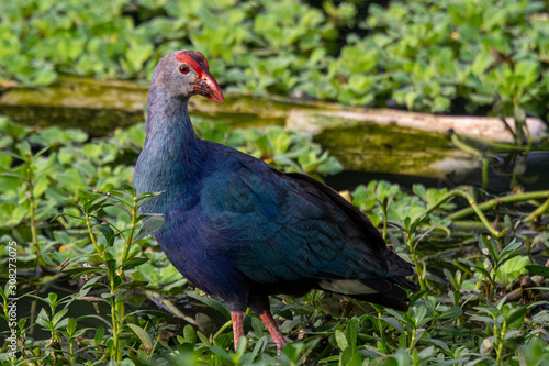 Gray-headed Swamphen at Hoskote Lake