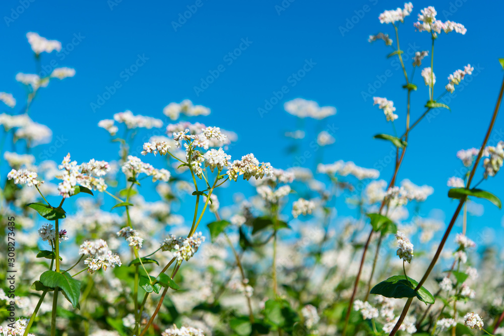 flowering buckwheat field