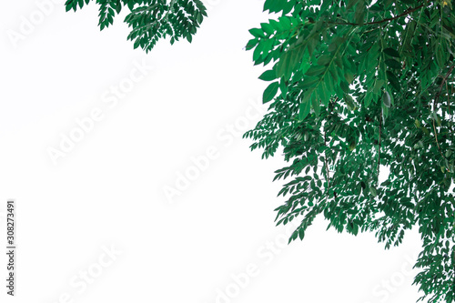 Green branch of tree in isolated white background 