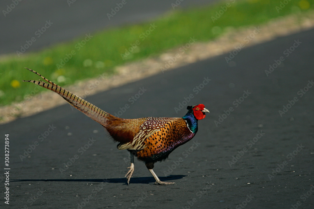 Fototapeta premium Jagdfasan (Phasianus colchicus) Männchen läuft auf Straße, Schleswig-Holstein, Deutschland