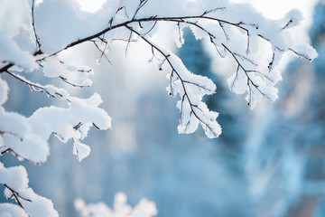 Winter branch covered with snow