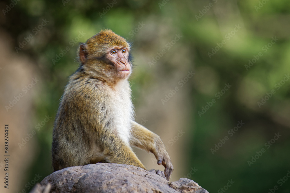 Barbary macaque - Macaca sylvanus also Barbary ape or magot, found in the Atlas Mountains of Algeria and Morocco along with a small population of uncertain origin in Gibraltar