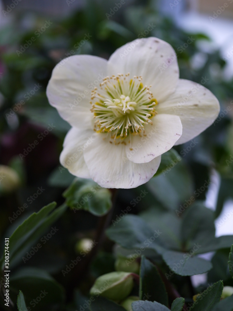 Obraz premium Weiße Christrose