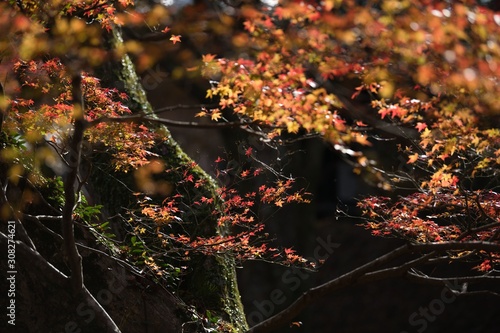 紅葉