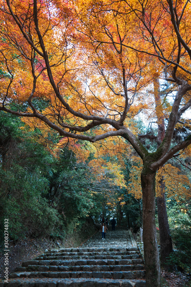 Naklejka premium Red yellow leave tree on ladders in autumn with green forest background , autumn season concept 