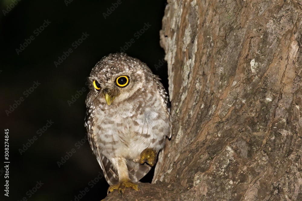 Fototapeta premium Birds of Tambaram