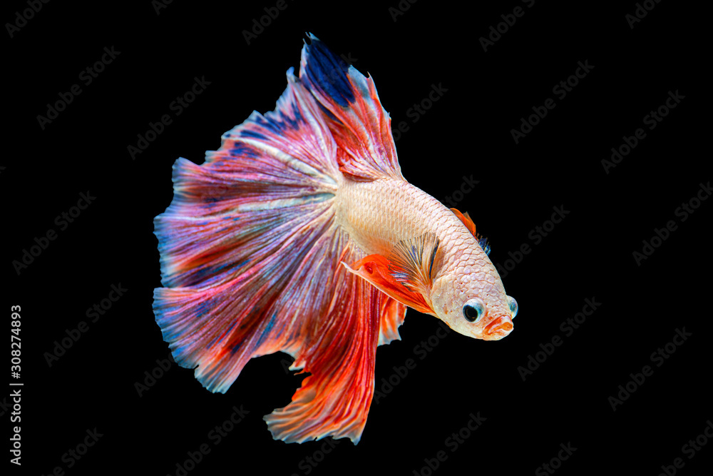 The moving moment beautiful of orange and blue siamese betta fish or fancy betta splendens fighting fish in thailand on black background. Thailand called Pla-kad or half moon biting fish. The moving moment beautiful of orange and blue siamese betta fish or fancy betta splendens fighting fish in thailand on black background. Thailand called Pla-kad or half moon biting fish.