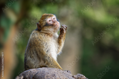 Barbary macaque - Macaca sylvanus also Barbary ape or magot, found in the Atlas Mountains of Algeria and Morocco along with a small population of uncertain origin in Gibraltar © phototrip.cz