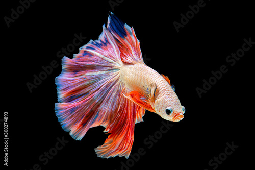 Fotografía The moving moment beautiful of orange and blue siamese betta fish or fancy betta splendens fighting fish in thailand on black background