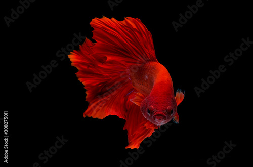 Red betta fish, Siamese fighting fish was isolated on black background.