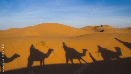 camel shadows on desert