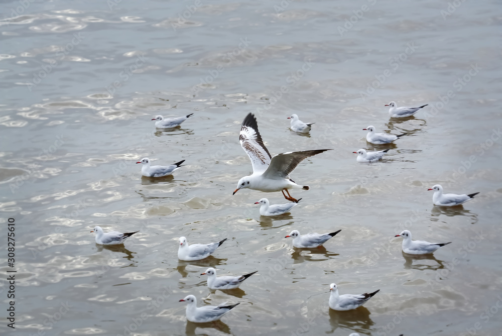 A Seagull Flying Over Flock of Floating Seagulls