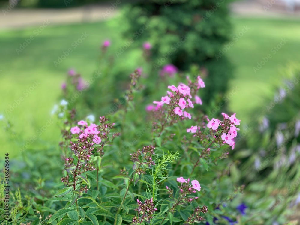 purple flowers in the garden purple flowers in the garden
